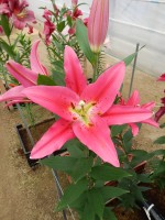 [5396 Viviana TL VZ No01.JPG]